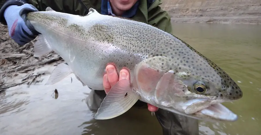 Using the best fly lines for steelhead will help you catch steelhead like this fresh silver steelhead