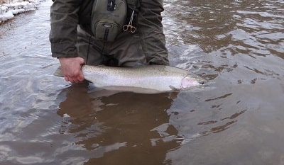 Canadaway winter steelhead