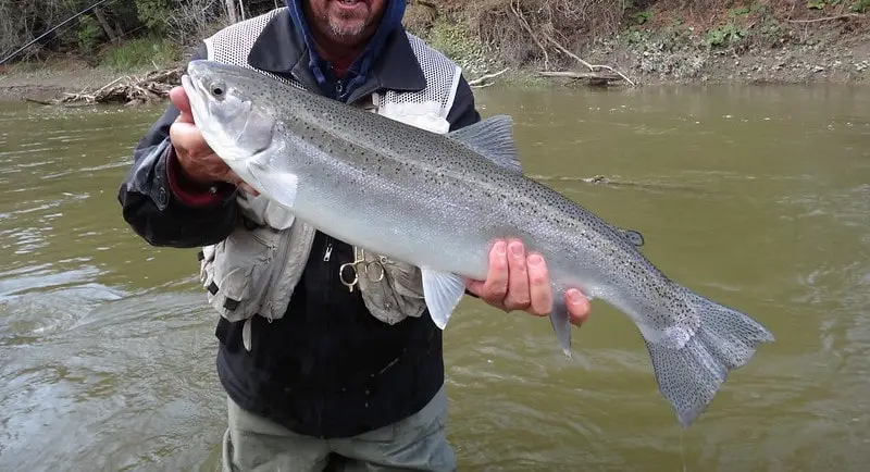 Fall steelhead fishing Ohio Can produce nice big silver steelhead like this