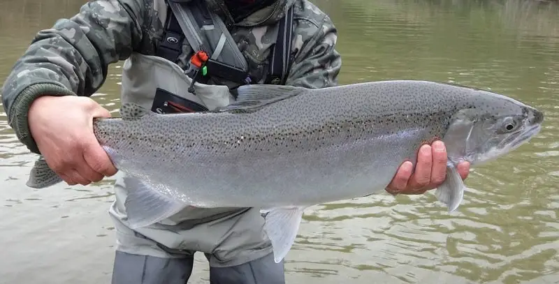 A steelhead from one of the best New York Steelhead Rivers