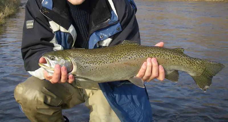 North Sandy Creek Steelhead Fishing