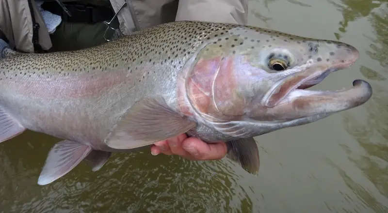 Salmon River Steelhead Fishing can produce large steelhead like this one