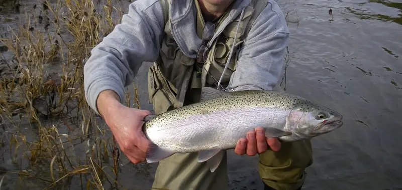 South Sandy Creek Steelhead caught on a fly