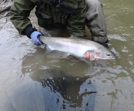 Spring Steelhead Fishing Ohio: Tactics And Method Used By Guides