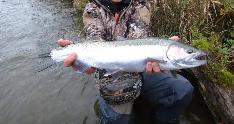 Pennsylvania Spring Steelhead Fishing