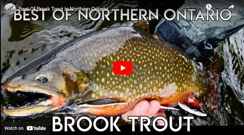 Click the picture to watch the video of some very impressive brook trout.