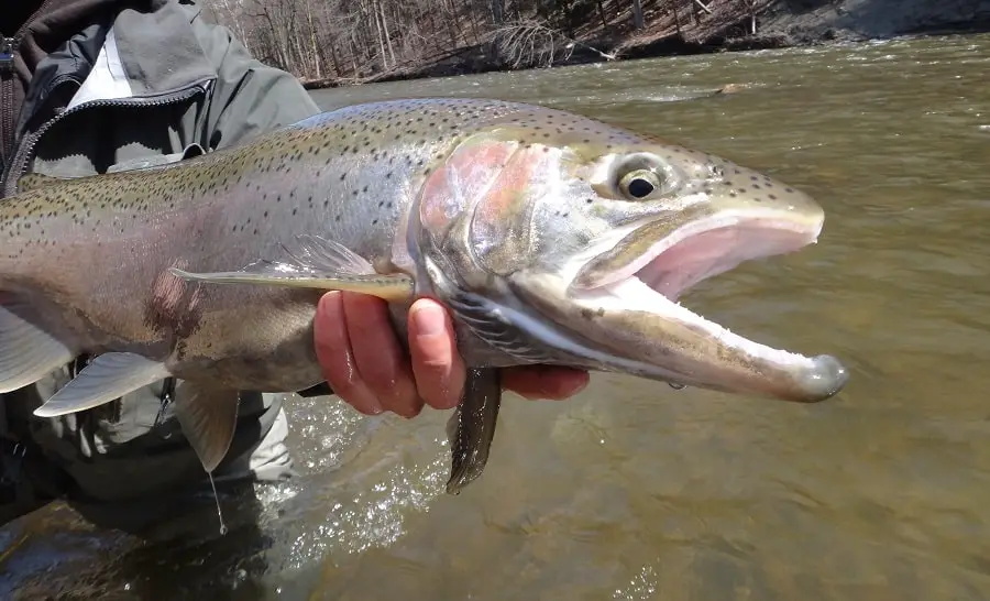 Fishing Pulaski NY Steelhead