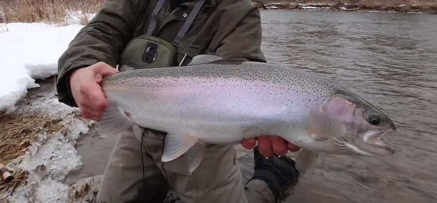 Pulaski NY Steelhead Fishing