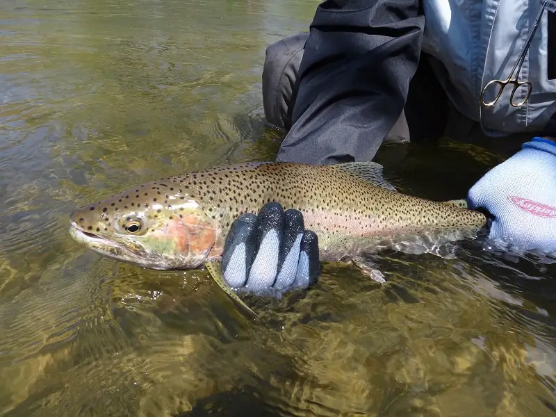 An angler Rochester Steelhead Fishing with a nice spotted Steelhead