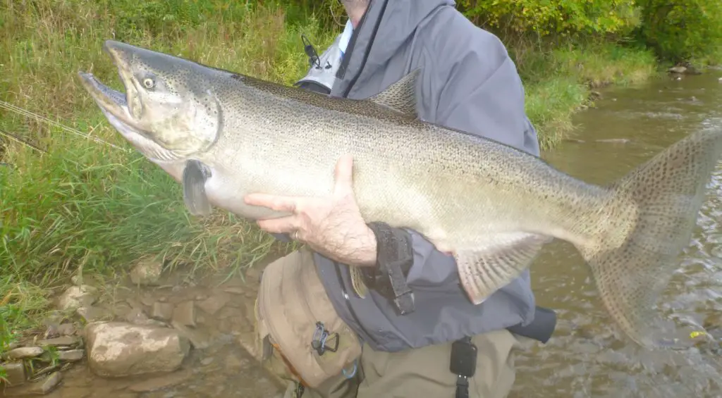 Fishing Pulaski NY Salmon