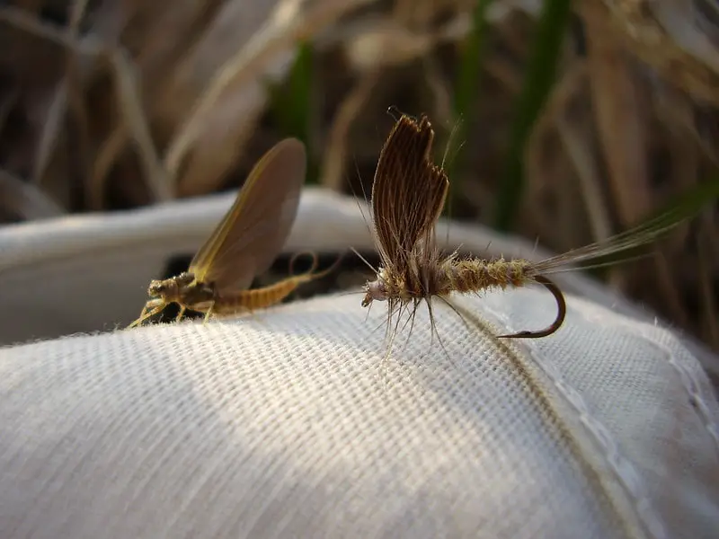 One of my custom tied dry flies beside a real Hendrickson Mayfly.