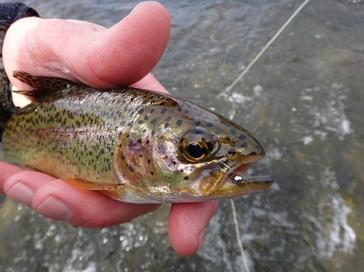 Fly Fishing with a Spinning Rod