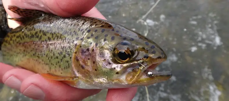 Artificial flies are the best bait for rainbow trout in the summer