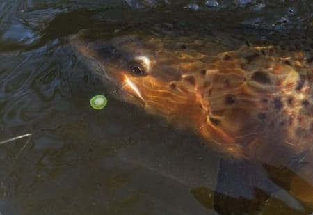 A large brown trout caught on a bead.