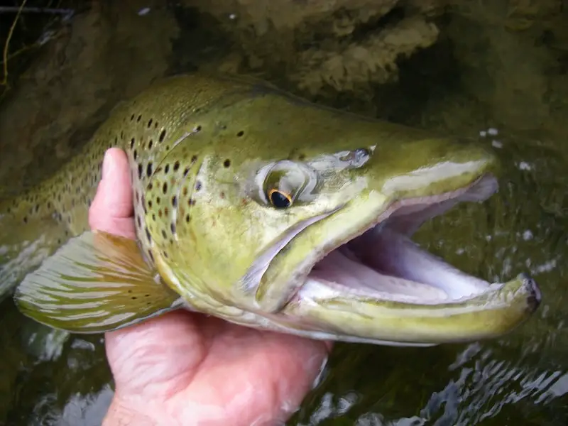 It takes more than the best brown trout bait to catch brown trout like this