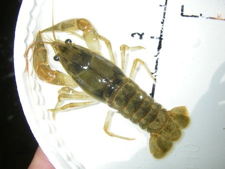 A crayfish from a local brook trout river