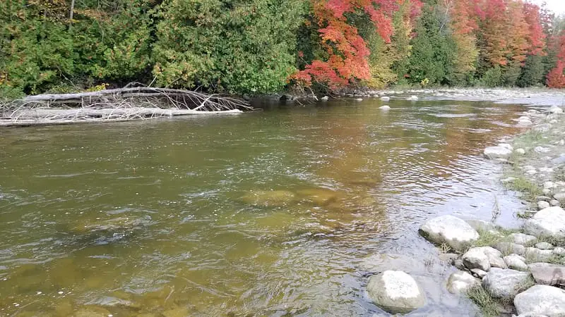 Ohio Steelhead Season starts when the leaves start changing color