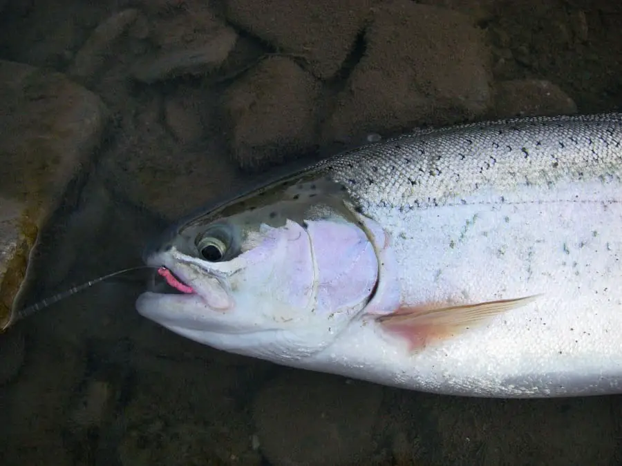 A steelhead caught on a pink worm