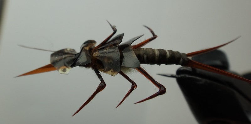 Stonefly patterns like this  one are good when salmon fishing Pulaski NY