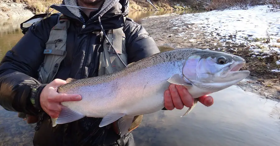 Spinning reels for steelhead must be strong to handle big steelhead like this one