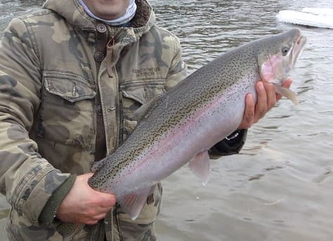 An angler holding a nice steelhead caught float fishing