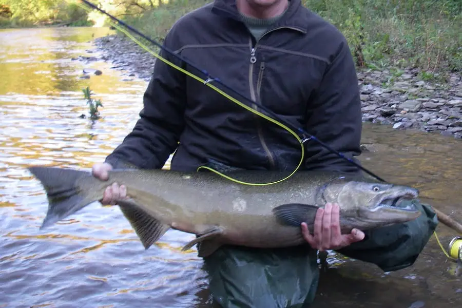 Fly fishing is one way on how to catch salmon in a river