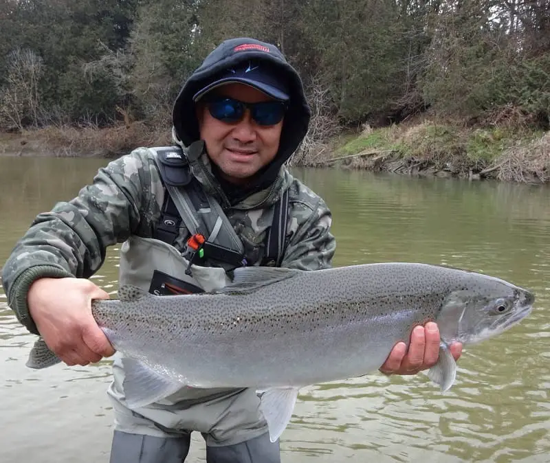 Lure fishing for steelhead