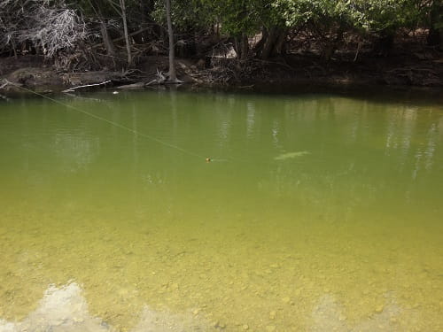 Steelhead fishing in perfect green water