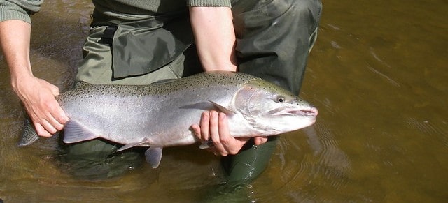 A Finicky Steelhead On The Spey Rod