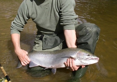 Converting Finicky Steelhead On The Spey