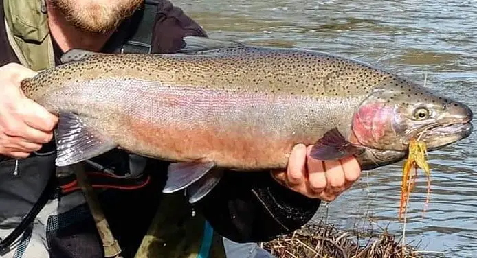 Steelhead spey fly from Gareth