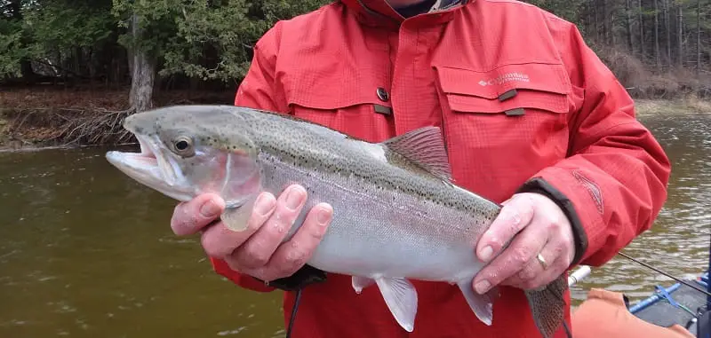 Fall steelhead fishing in Pennsylvania is a great time to catch steelhead like this.