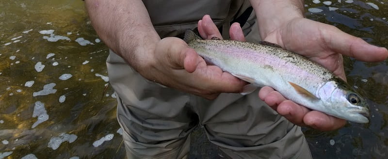 Millions of little steelhead like this get stocked in Lake Erie tributaries every year.