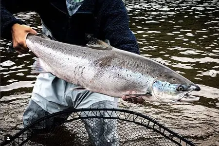 An Atlantic salmon