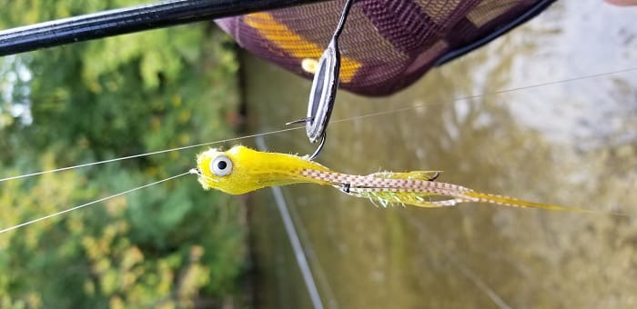 A yellow streamer fly