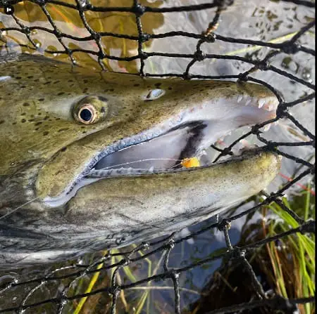 Big salmon with egg fly in its mouth.