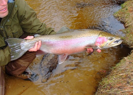 A resident rainbow trout caught while Alaska trout fishing