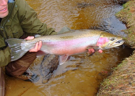 A resident rainbow trout caught while Alaska trout fishing 