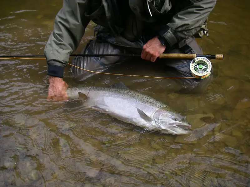 A big steelhead caugtt on a streamer