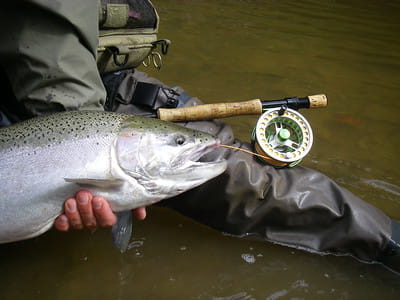 Steelhead and steelhead fly reel