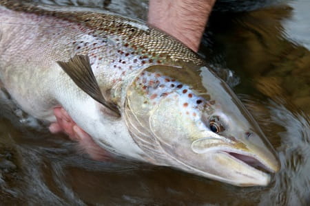 An angler with a Michigan Atlantic Salmon