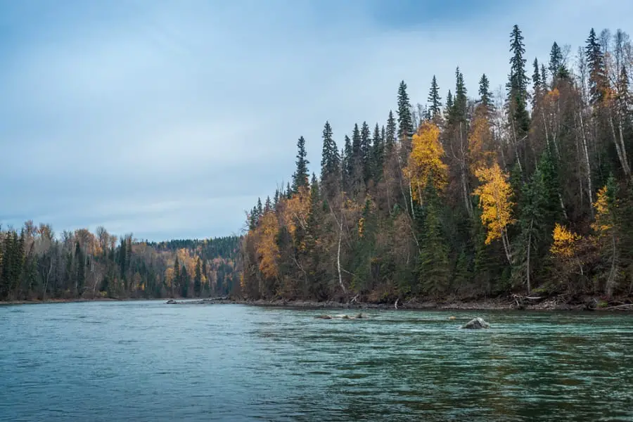 British Columbia Steelhead fishing River the Bulkley River BC 
