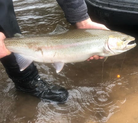 A bead caught steelhead from Fire Plug Charters.