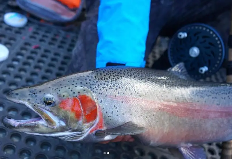 A float fishing reel caught steelhead from SBS Outdoors Action