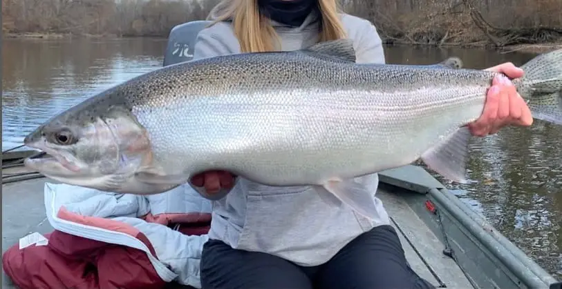 A beauty January Michigan steelhead caught by John Wielinga from Get Bent Guide Service, A fall caught Michigan steelhead: Image provided by John from Get Bent Guide Service, Michigan, click image for more images or to book your trip with John.