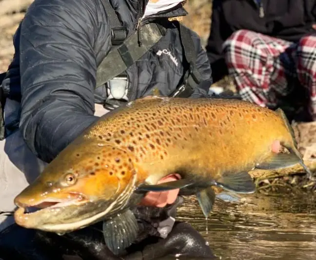 A large lake run brown trout From Lake Michigan.