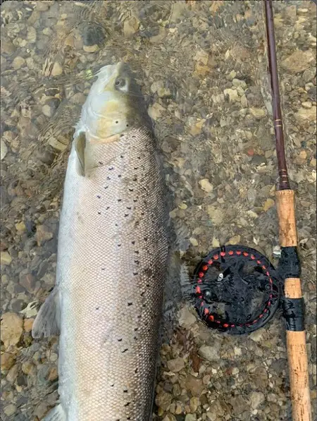 A great lakes brown trout caught with a Centerpin.