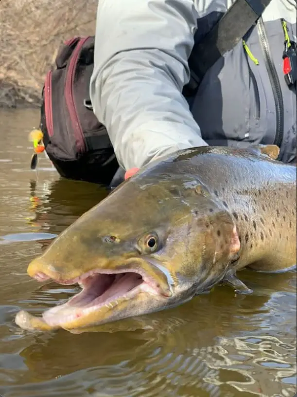 Large male lake run brown trout will often become brightly colored and grow a large kype when they are close to spawning. Photo by Photographer Matthew Kuesel - Instagram @wisco_castin