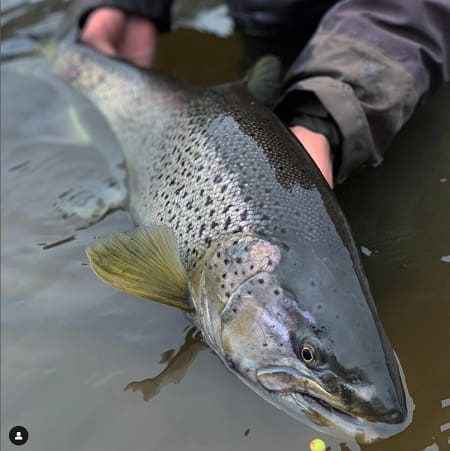 A large great lakes brown trout caught on a bead.