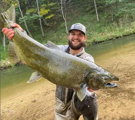 Michigan Steelhead Feed behind big salmon like this one.